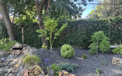 Irrigation Issues Sacramento Homeowners Should Fix Before Summer